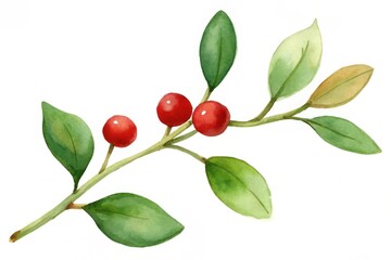 Watercolor painting of holly branch with berries and green leaves against a white background
