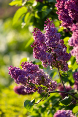 Beautiful blooming purple lilac flowers