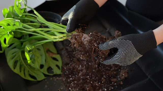 Gardener uncovering roots of monstera monkey mask on a sunny day