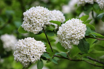 Viburnum carlcephalum. Close up of viburnum English, fragrant snowball flowers.
