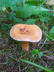 Orange mushroom growing on lush green forest floor surrounded by various plants and foliage. The concept of hobby of collecting and harvesting mushrooms