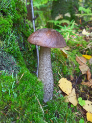 Brown mushroom growing in moss surrounded by fallen leaves, demonstrating the beauty of nature and the concept of biodiversity and mushroom picking