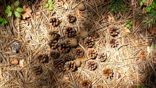Pine Cones On Forest Floor