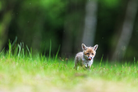 little young red fox (Vulpes vulpes) licking his snout - Powered by Adobe