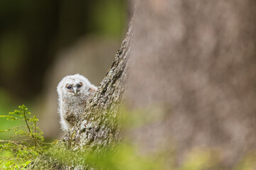 little tawny owl (Strix aluco) peeking out from behind a tree