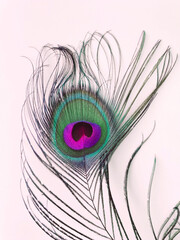 beautiful peacock feather composition, a decorative element for design and decoration