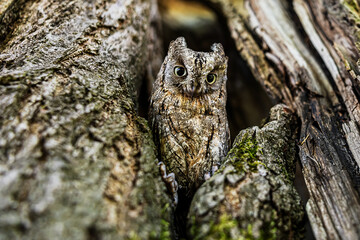 Obraz premium The Eurasian scops owl (Otus scops) Sitting in a tree hole