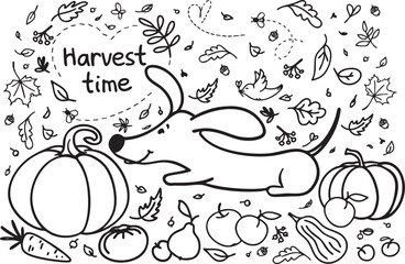 Cute Dachshund dog and Autumn Harvest. Black and White Vector Illustration. Vector doodle set	
