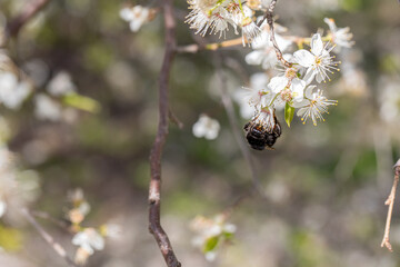 A Busy Bee is diligently Pollinating the vibrant Spring Blossoms in Natures warm Embrace