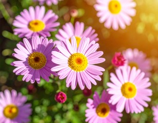 Fototapeta premium pink daisy flowers blooming in sunlight