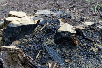 Tree Stump Damaged by Lightning Strike