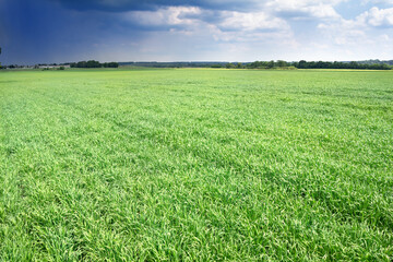 Obraz premium Green wheat on the field in early summer on background thunderstorm dark clouds
