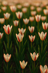 Fototapeta premium red and yellow tulips