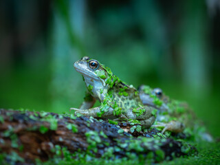 Frog with pond weed in spring