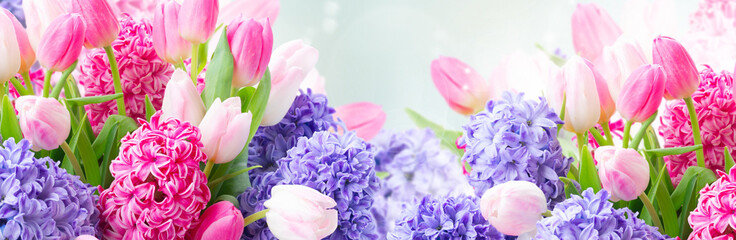 Hyacinth fresh flowers
