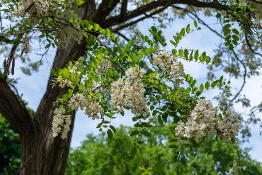 Fleurs d'Acacia, arbre &eacute;galement connu sous le nom de Robinier faux acacia ou Carouge (Robinia pseudoacacia). Ses fleurs parfum&eacute;es sont comestibles et servent &agrave; confectionner miel, sirops et beignets