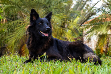 Black Border Collie dog resting on green grass. Tropical background. Conveys tranquility and well-being