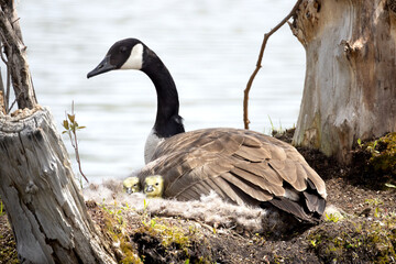 Female hen Canada goose Branta canadensis sitting on her nest with two cute goslings nestled close to her breast