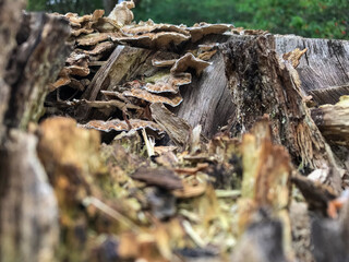 Close-up of several Turkey Tail Mushrooms growing on a decaying tree log under natural light in a forest area.