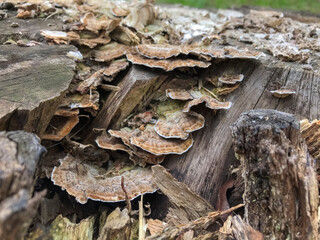 Close-up of several Turkey Tail Mushrooms growing on a decaying tree log under natural light in a forest area.