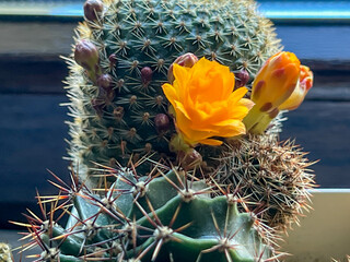 A cactus with yellow flowers on a windowsill in close-up