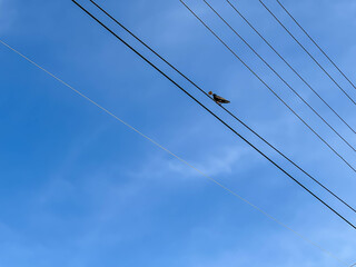 Fototapeta premium Starling with a dry leaf sitting on electric wires against the blue sky background