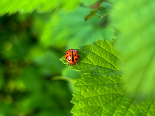 Ladybug on a green blackcurrant leaf after rain in spring.