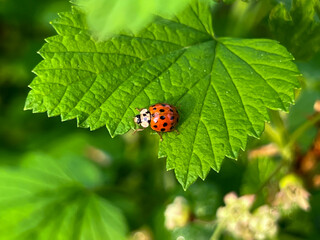 Ladybug on a green blackcurrant leaf after rain in spring.