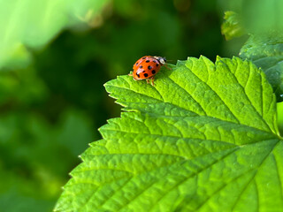 Ladybug on a green blackcurrant leaf after rain in spring.