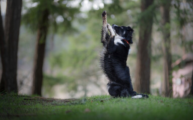 Obraz premium Adorable Dog Doing Cute Trick