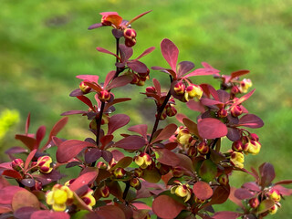 Red barberry (Berberis) branch with flower in spring, close-up