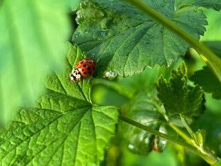 Ladybug on a green blackcurrant leaf after rain in spring.