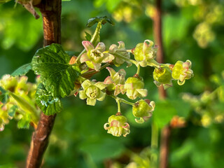 A branch of blackcurrant with flowers and fresh leaves after a spring rain.