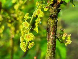 Redcurrant branch with flowers and fresh leaves after spring rain.
