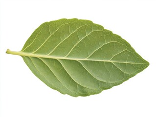 Obraz premium fresh green leaf