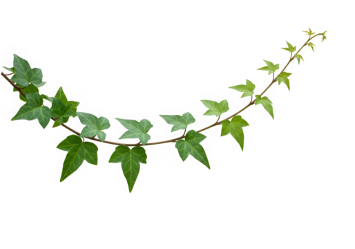 Green ivy vine foliage plant element isolated on transparent background