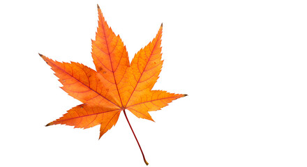 Fototapeta premium Vibrant orange maple leaf showing autumn colors on transparent background
