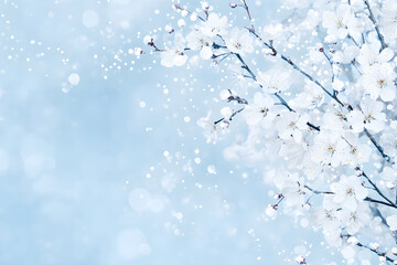 White spring flowers on blue bokeh background with copy space. Flat lay floral border with cherry blossoms. Template for greeting card, poster. Easter, Women's Day, Mother's Day or wedding banner