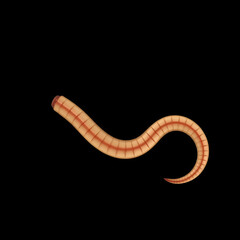 Naklejka premium Parasitic nematode worm (roundworm) Ascaris lumbricoides which inhabits human intestine and causes disease ascariasis, isolated on black background, 3D illustration