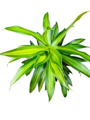 Dracaena fragans or song of India