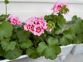 Vibrant pink blooming geranium flowers in decorative flower pot close up, floral wallpaper background with pink geranium Pelargonium	