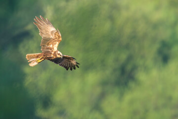 Rohrweihe Circus aeruginosus marsh harrier
