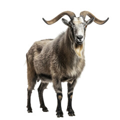 Goat Isolated on White