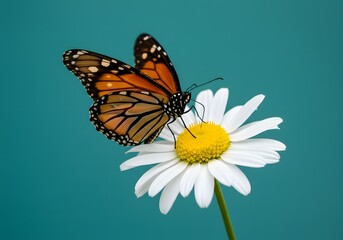 Naklejka premium Monarch Butterfly on Daisy Flower Against Teal Background - Nature Photography, Wildlife, Insects.