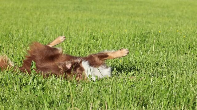 Dog is laying on the grass and rolling around
