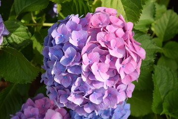 ブルーダイヤモンド（アジサイ）