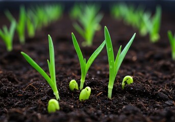 Seedlings sprouting representing new life and growth in dark soil