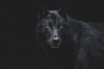 Dark Wolf Emerging from Shadow Symbolizing Power, Instinct, and Mystery