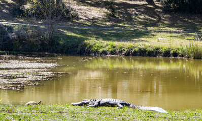 Turtle vs Alligator 