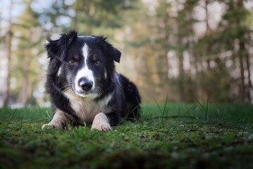 Beautiful Herding Dog Laying In Forest